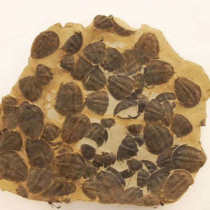 Fossiles conservés exposés au musée des fossiles d’Erfoud.