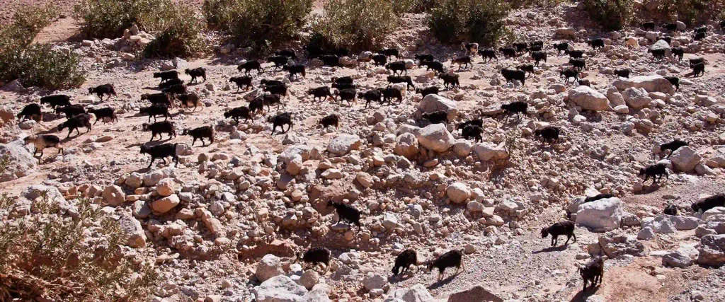 Troupeau dans les montagnes du Sud-Est marocain
