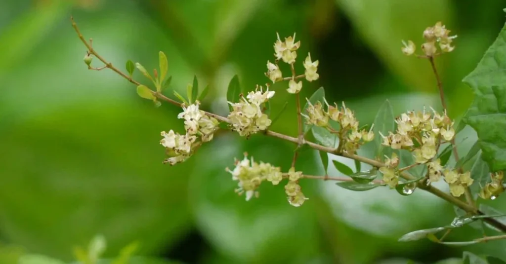 Lawsonia inermis