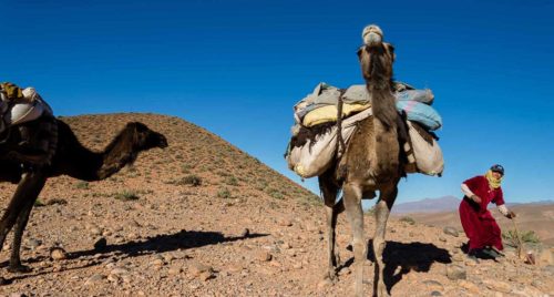 La transhumance au Maroc avec les nomades Aït Atta