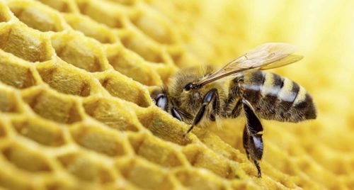 Un nomade au royaume des abeilles