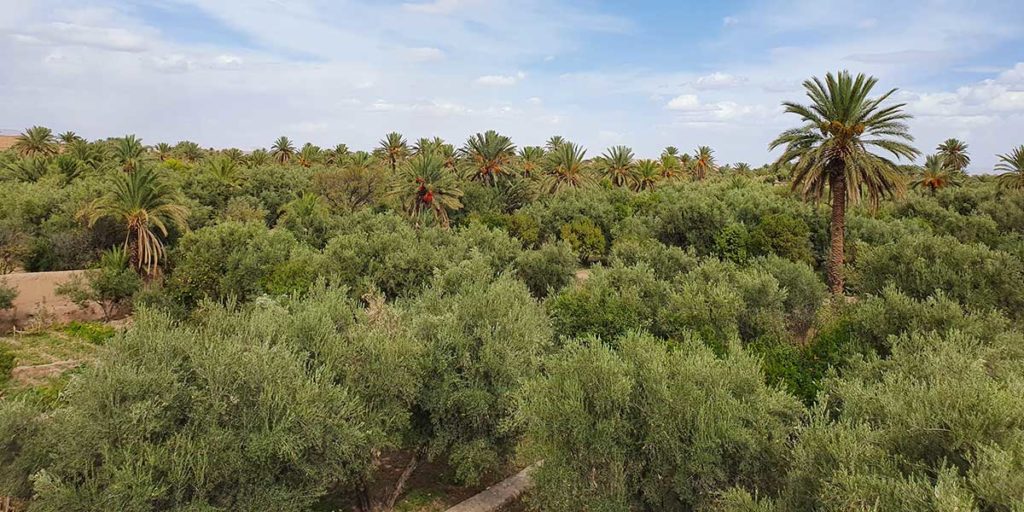 L'oasis de Skoura et ses oliviers