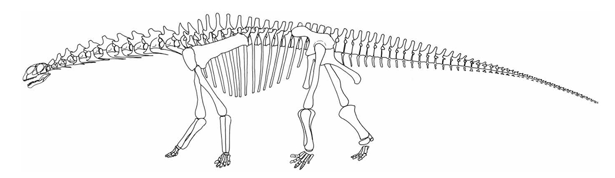 Croquis du squellette du dinosaure Tazouda