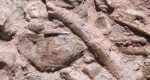 Dans les environs de Ouarzazate, les ossements du plus vieux dinosaure découvert au Maroc