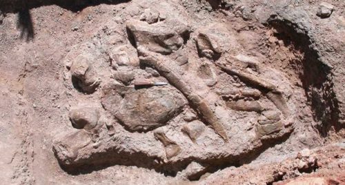 Dans les environs de Ouarzazate, les ossements du plus vieux dinosaure découvert au Maroc