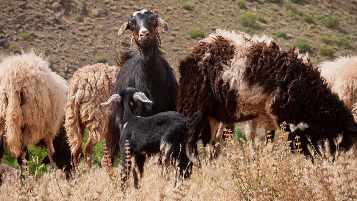 Moutons de la vallée de Tassaoute