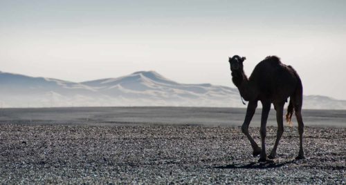 Regards croisés sur l'expérience de la pandémie depuis le Maroc