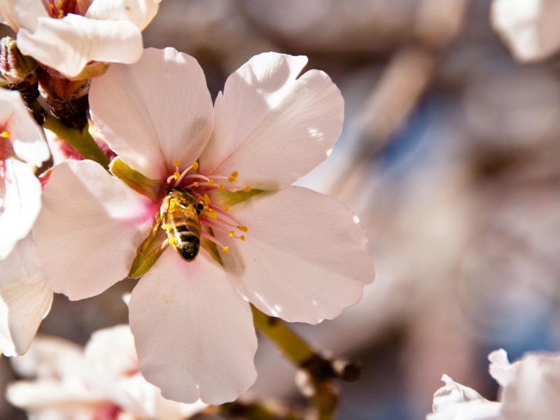 Une abeille sur une fleur d'amandier symbolise le renouveau du tourisme national au Maroc