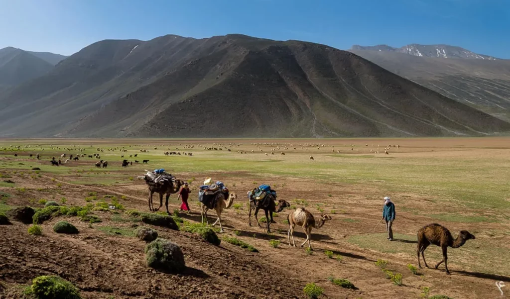 Randonnées en dromadaires dans le Sud-Est marocain
