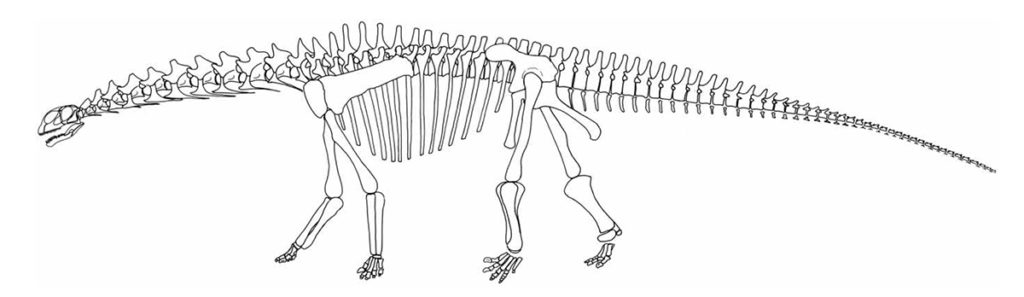 The skeleton of the Tazoudaurus Naimi