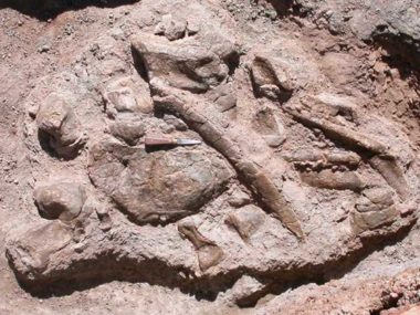 The dinosaur of Tazouda in Morocco