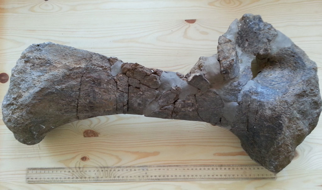 Tazoudasaurus Naimi pubic bone