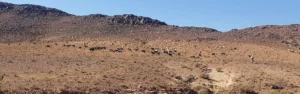 Troupeau de moutons dans la montagne près d'Ouarzazate