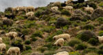 Berger de montagne au Maroc par A. Azizi