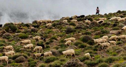 Berger de montagne au Maroc par A. Azizi