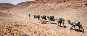 Une caravane chamelière au Maroc
