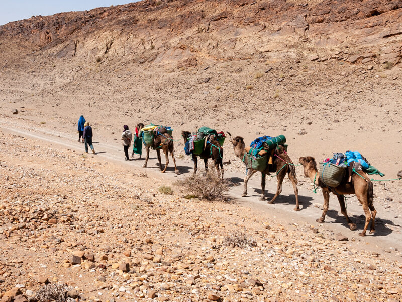 Une caravane chamelière au Maroc