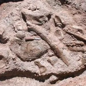 Ossements du dinosaure près d'Ouarzazate.