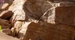 Fleur dans les paysages rocheux du Sud marocain - A. Azizi