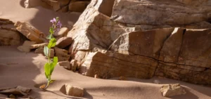 Fleur dans les paysages rocheux du Sud marocain - A. Azizi
