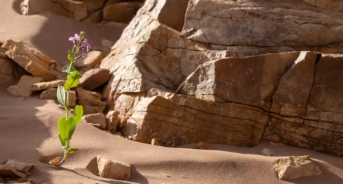Fleur dans les paysages rocheux du Sud marocain - A. Azizi