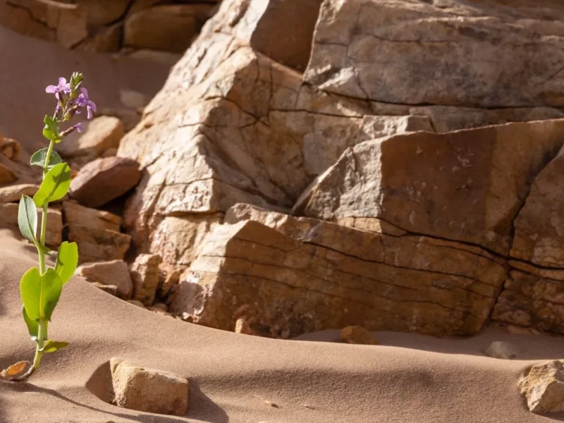 Fleur dans les paysages rocheux du Sud marocain - A. Azizi