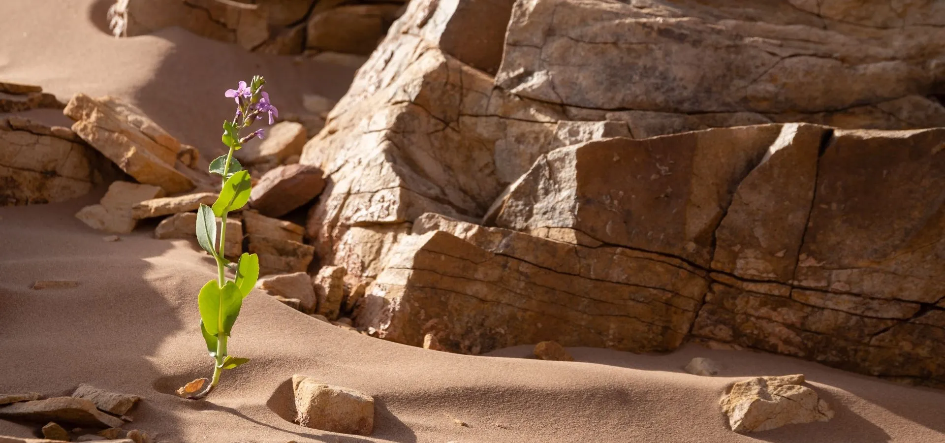 Fleur dans les paysages rocheux du Sud marocain - A. Azizi
