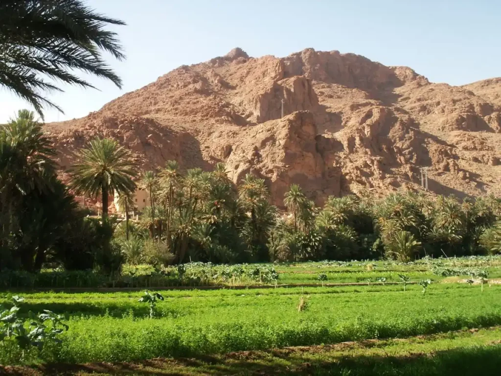 La palmeraie de Tinghir