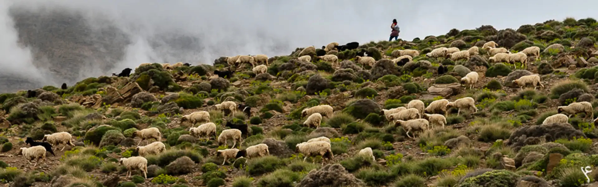 The challenge of keeping Morocco’s shepherding tradition alive