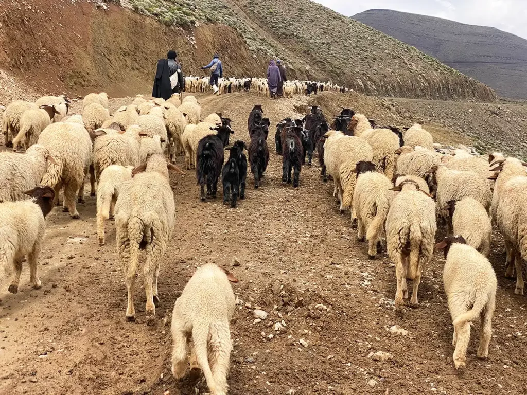 Herd on transhumance – Credit: A. Azizi