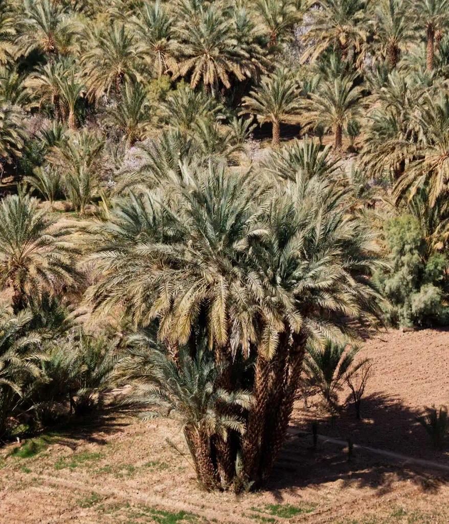 Agdz palm grove