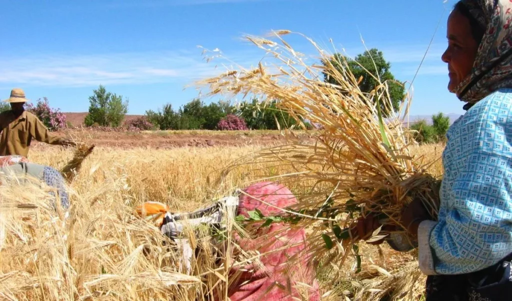 Hand-harvesting a wheat field in Morocco