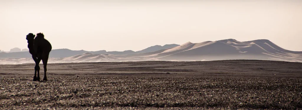 Camel in the desert – By A. Azizi