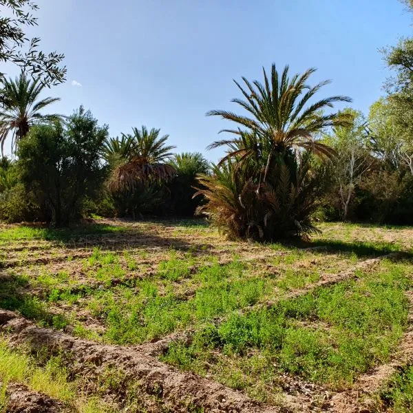 The gardens of the Skoura palm grove