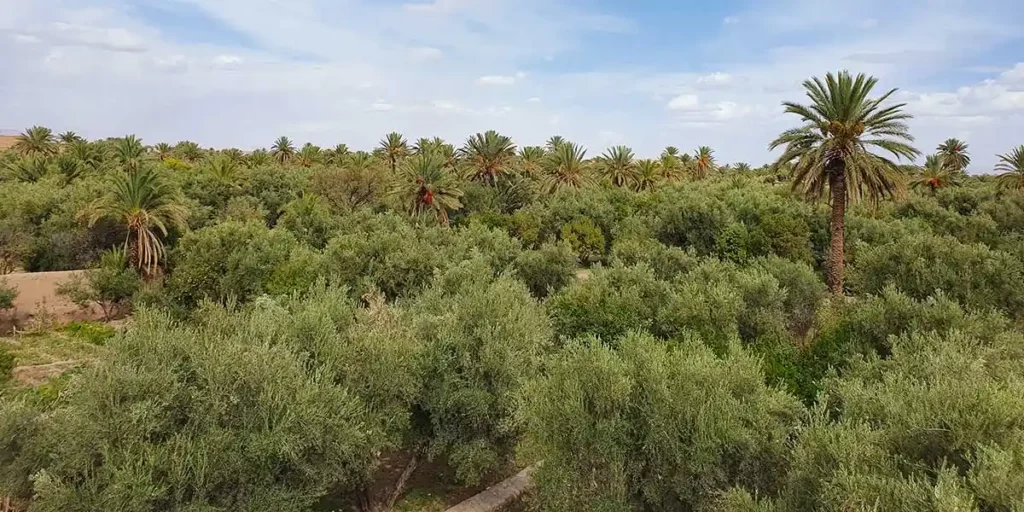 The Skoura oasis and its olive trees