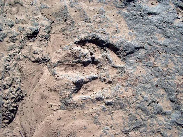 Dinosaur footprints - Source: www.prehistoire-du-maroc.com