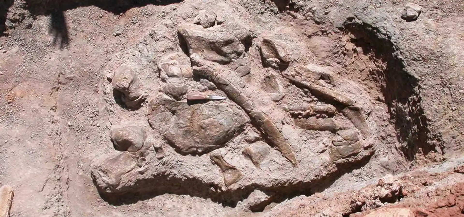 A dinosaur slumbering in South-East Morocco