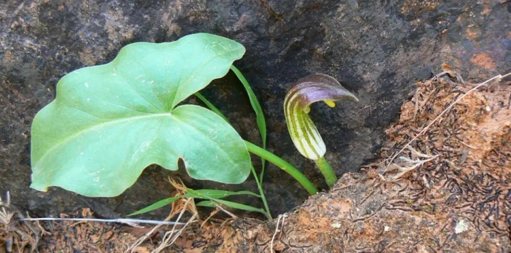 Arisarum vulgare