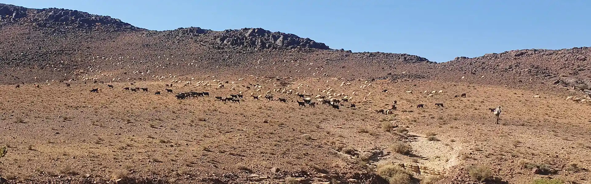 The shepherd: a forgotten pearl of Morocco’s cultural heritage
