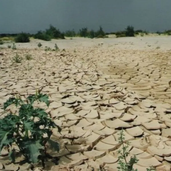 The root of dearth: a Berber testimony from the past