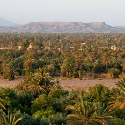 Skoura Palm Grove