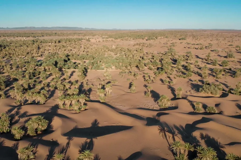 The desert and the palm trees in Morocco
