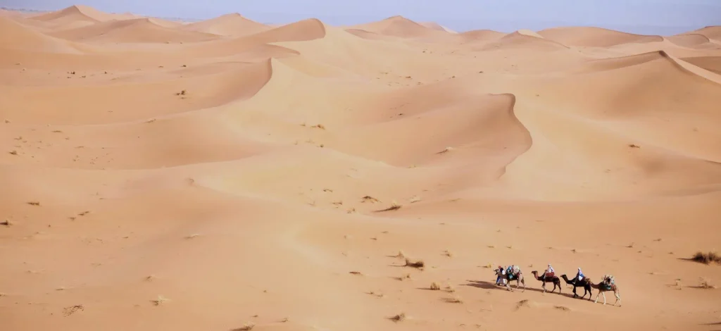 The desert and a dromedary caravan in Morocco
