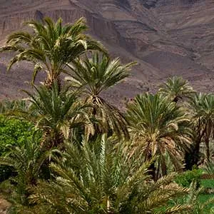 Palmeraies dans le Sud-Est Maroc