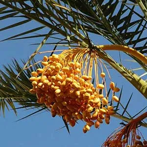 Dattes dans le Sud-Est Maroc