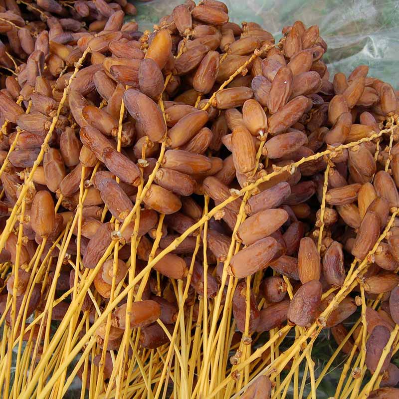 Les dattes au Maroc