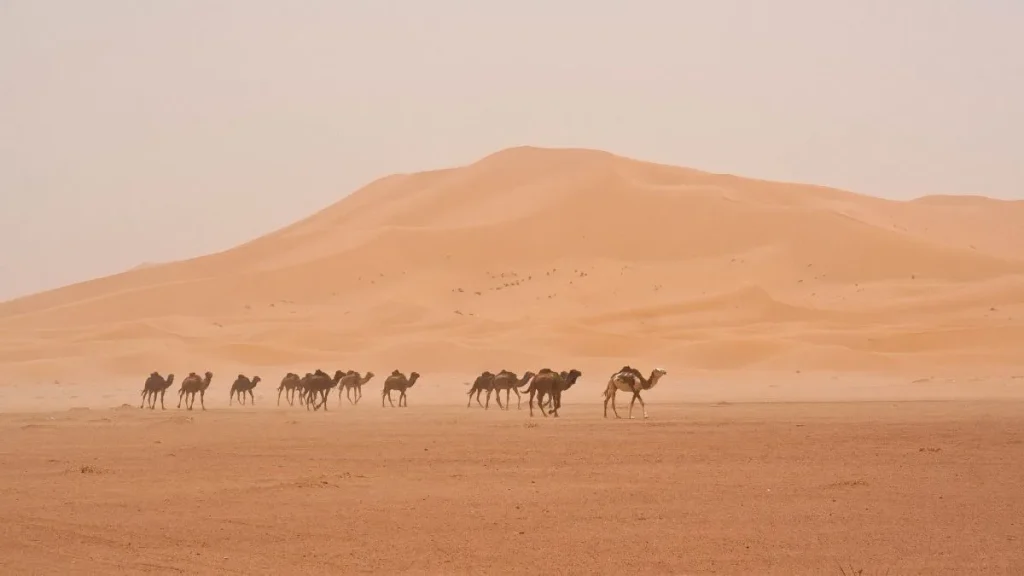 Dromadaires dans le désert au Maroc