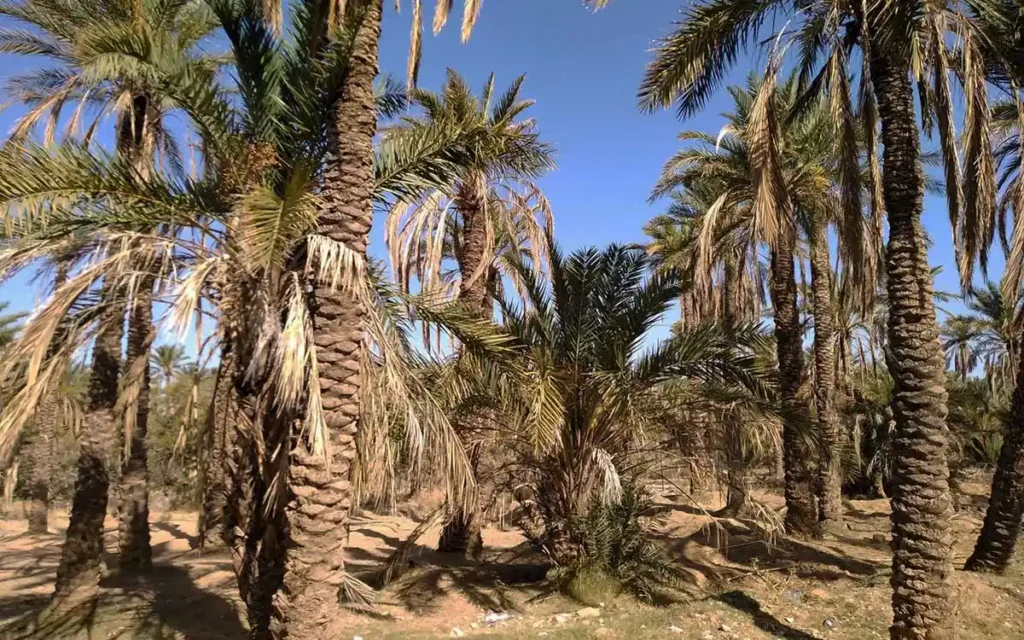 Palm trees in decline