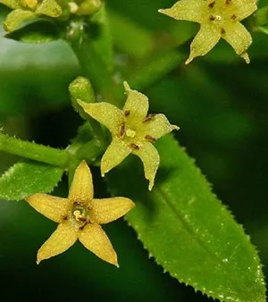Madder flower