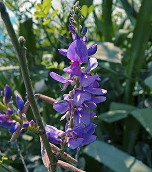 Indigo plant